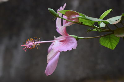 Close-up of pink flowering plant