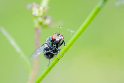 Close-up of insect on plant