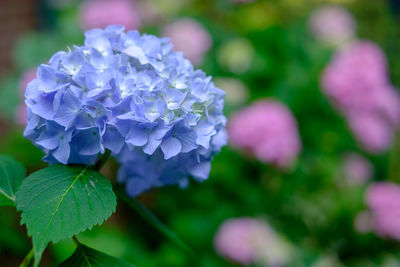 Close-up of purple flowering plant