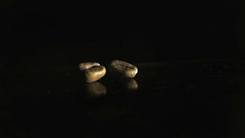 Close-up of mushrooms against black background