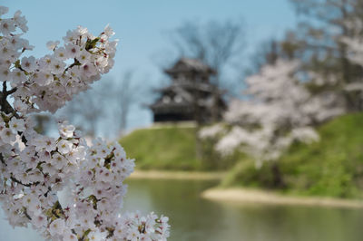 Close-up of cherry blossom tree