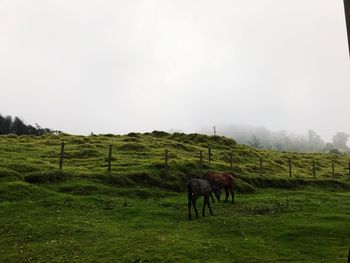 Horse grazing on field against clear sky