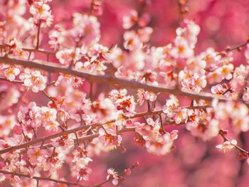 Close-up of pink cherry blossom tree