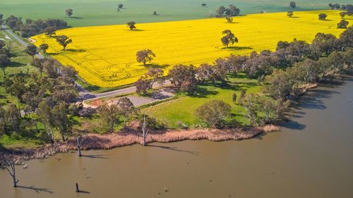 Lake mulwala in the foreground with a canola field in the background