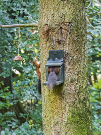 Close-up of squirrel on tree trunk