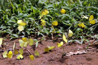 Close-up of yellow flowers growing on field