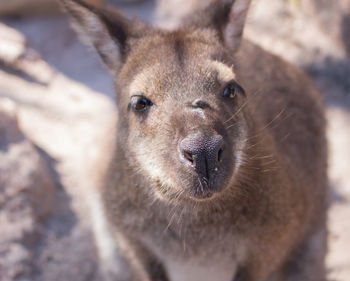 Close-up portrait of a rabbit