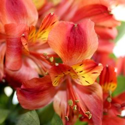 Close-up of day lily blooming outdoors