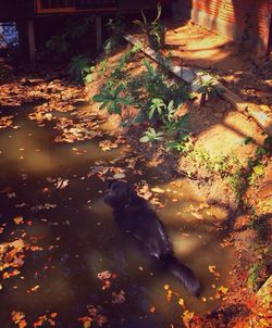 Reflection of trees in pond