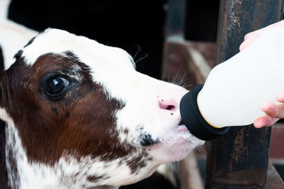 Unidentified hand holding bottle of milk feeding young calf, baby cow eating milk from bottle.