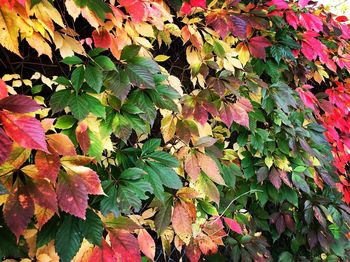 High angle view of autumnal leaves on plant