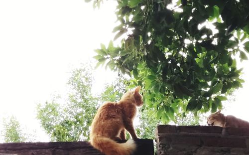 Cat sitting on a tree