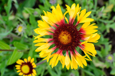 Vivid yellow and red gaillardia flower, common name blanket flower, and green leaves in a garden