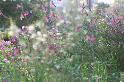 Close-up of pink flowering plants on land