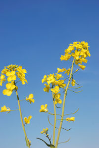 Close-up of yellow flowering plant against clear blue sky