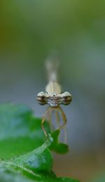 Close-up of insect on leaf