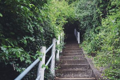 Staircase amidst trees in forest