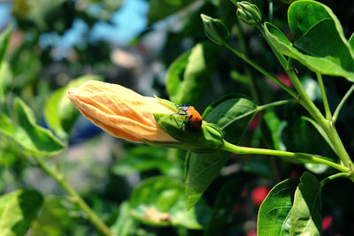 Close-up of ladybug on plant