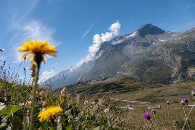 Scenic view of flowering plants on field against sky