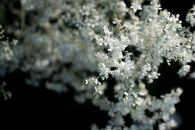 Close-up of frozen plant