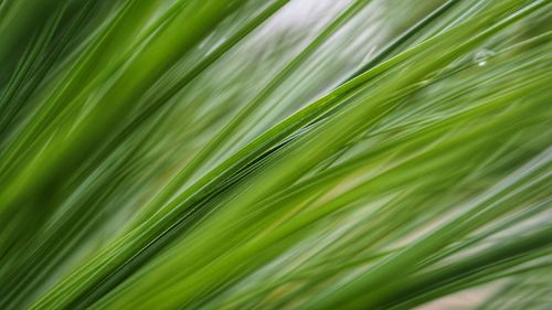 Full frame shot of palm leaf