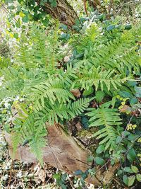 Plant growing in forest