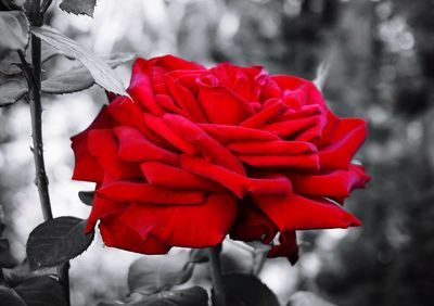 Close-up of red flower against blurred background