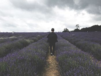 Rear view of young man walking at lavender farm