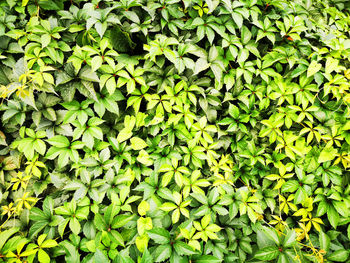 Full frame shot of plants