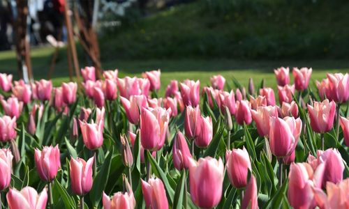 Close-up of pink tulips in field