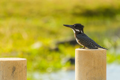 Close-up of bird perching on wooden post