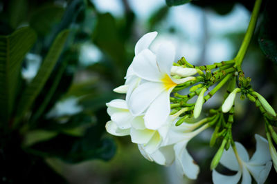 Close-up of white flowering plant