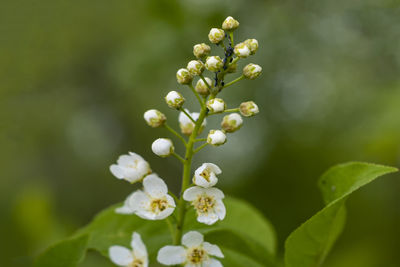 Flowers of cherry blossoms on spring day