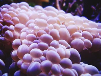 Close-up of coral in sea