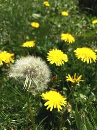 Close-up of yellow flower