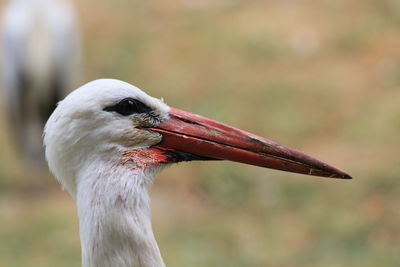 Close-up of bird