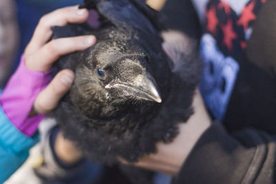 Close-up portrait of hand holding bird