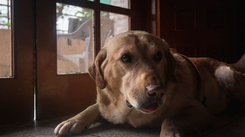 Close-up portrait of dog lying on floor at home