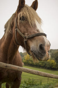 Close-up of horse standing against sky