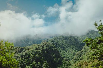 Panoramic view of trees in forest against sky