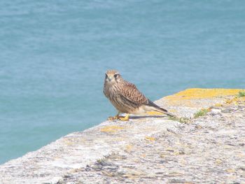 Bird perching on retaining wall by sea