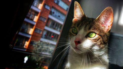 Close-up portrait of a cat looking away