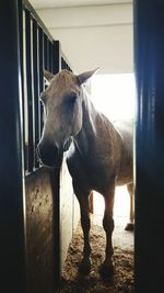 Close-up of horse in stable