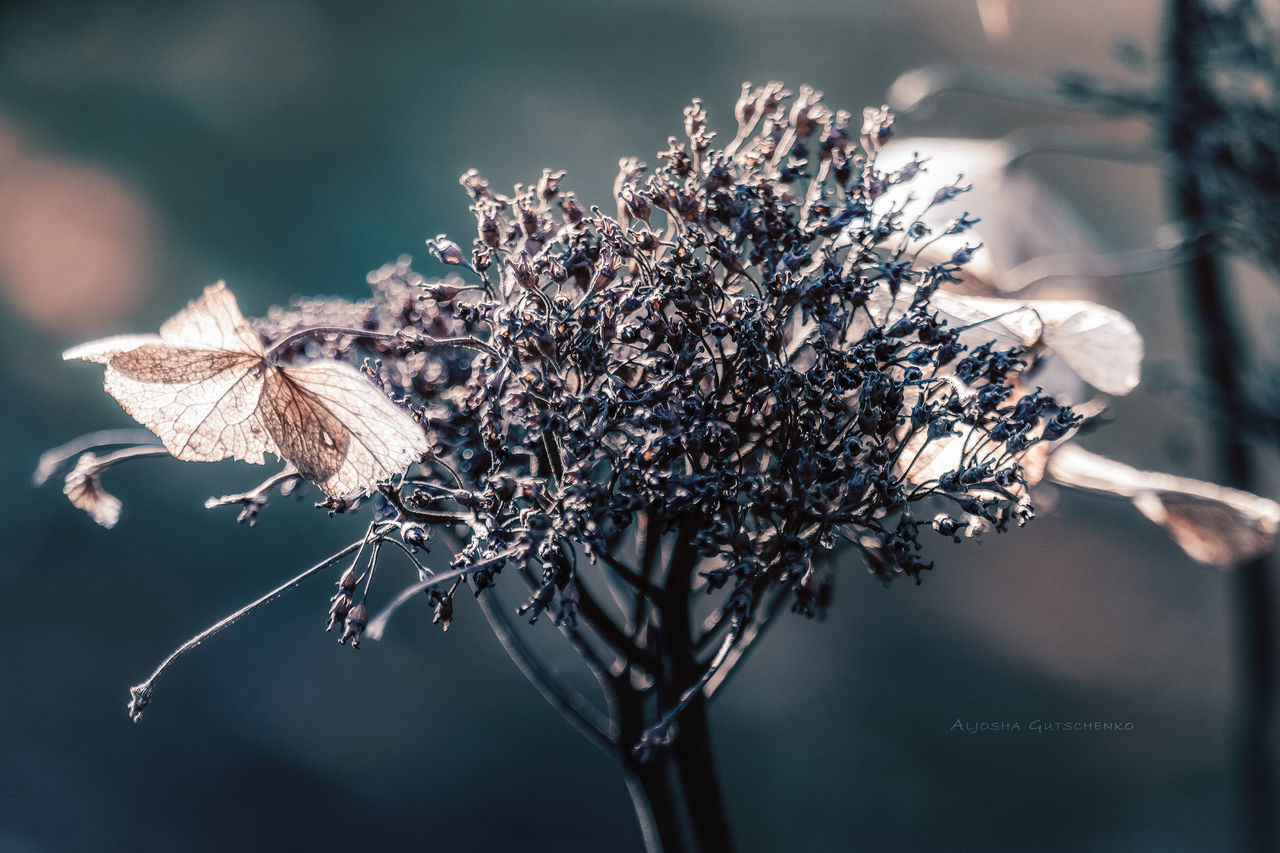 flower, nature, plant, fragility, growth, insect, focus on foreground, day, no people, outdoors, close-up, branch, beauty in nature, dried plant, tree, flower head, animal themes, freshness