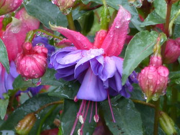Close-up of pink flowers