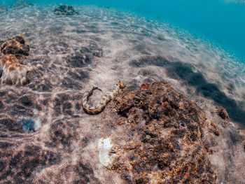 View of turtle in sea