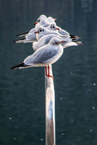 Seagull perching on a lake