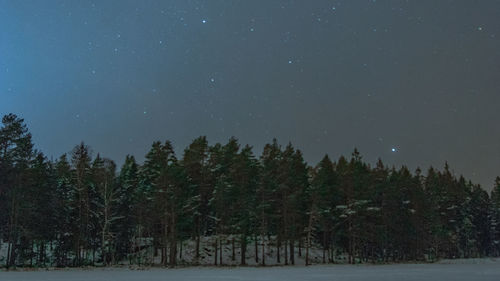 Pine trees in forest against sky at night