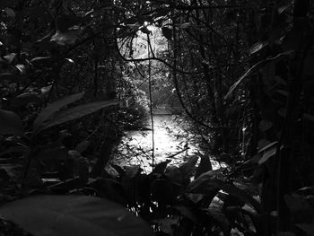 Low angle view of trees in forest