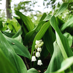 Close-up of white flowering plant